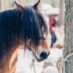 timmer-hast-nordsvensk-timmerman-fred-lagnemar-timmerhast-naturnara-hastkraft-220227-105051-07875-photographer-jesper-anhede-web