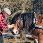 timmerdag-naturnara-hastkraft-ur-skogen-i-handen-fred-lagnemar-hjo-tibro-karlsborg-brannhult-bjorsjon-skaraborg-vinter-skog-hast-nordsvensk-220227-122558-07977-photographer-jesper-anhede-web