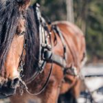 timmerdag-nordsvensk-hast-naturnara-hastkraft-per-madestam-ur-skogen-i-handen-fred-lagnemar-hjo-tibro-karlsborg-brannhult-bjorsjon-skog-220227-122732-07992-photographer-jesper-anhede-web