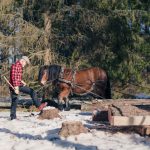 timmerdag-ur-skogen-i-handen-fred-lagnemar-hjo-tibro-karlsborg-brannhult-bjorsjon-skaraborg-vinter-skog-hast-nordsvensk-220227-122519-07976-photographer-jesper-anhede-web