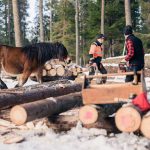 timring-timmer-hast-nordsvensk-timmerman-fred-lagnemar-timmerhast-naturnara-hastkraft-per-madestam-220227-104802-07856-photographer-jesper-anhede-web